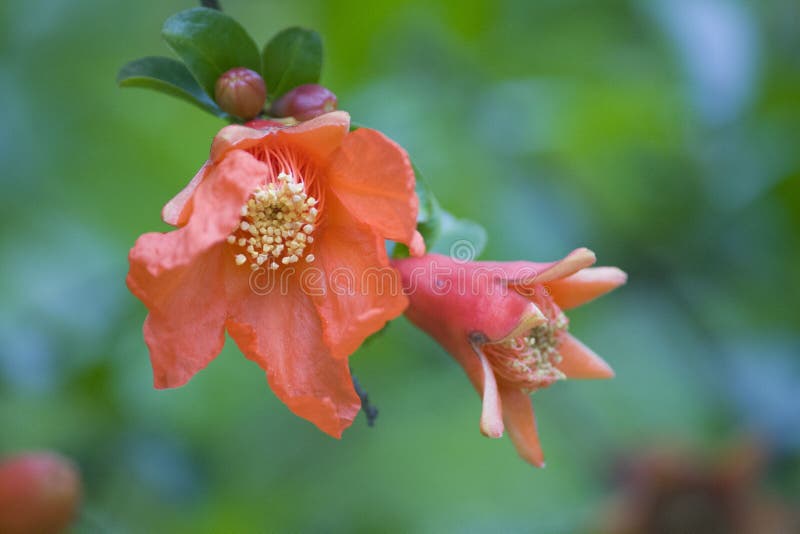 Sommarblommor, röd flowers,pomegranate blomma royaltyfri foto Sommarblommor, röd flowers,pomegranate blomma royaltyfri foto